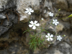 Heliosperma