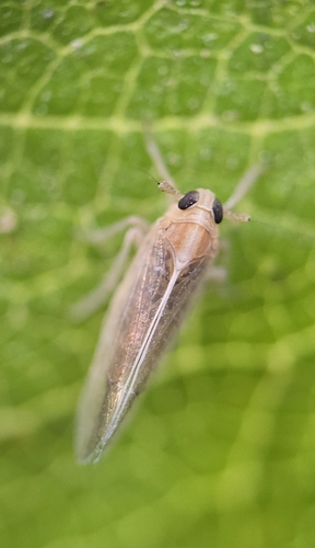 Sogatella kolophon observed 2025-04-12