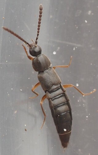 Oxypoda procerula