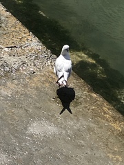 Chroicocephalus ridibundus