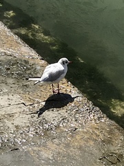 Chroicocephalus ridibundus