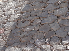 Atlantoxerus getulus