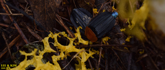 Necrophila brunnicollis