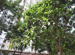 Elaeocarpus chinensis