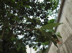 Elaeocarpus chinensis