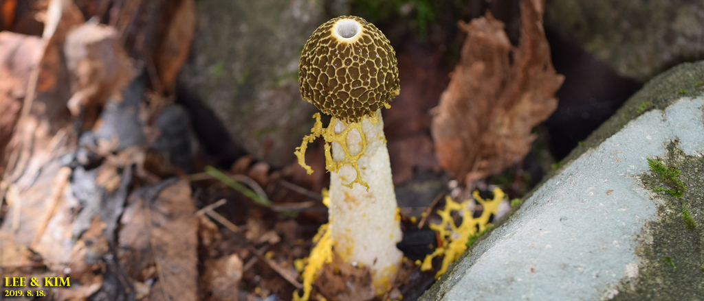 Phallus luteus · August 2019 · photo: © pintail (iNaturalist, cc-by)