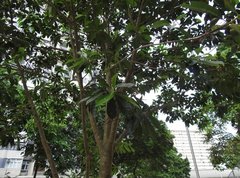 Elaeocarpus chinensis