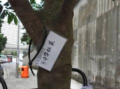 Elaeocarpus chinensis