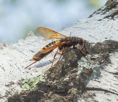 Tremex fuscicornis