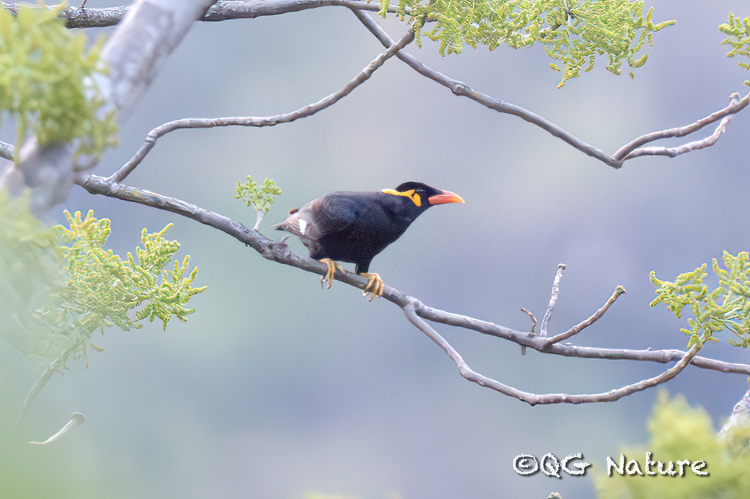 Common Hill Myna