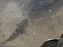 Mauligobius maderensis