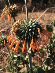 Leonotis nepetifolia nepetifolia