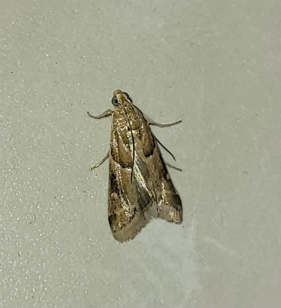 Ancylosis convexella