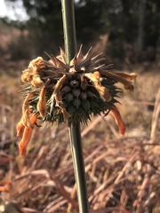 Leonotis nepetifolia nepetifolia