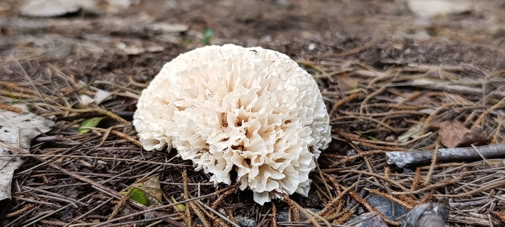 Irpex rosettiformis · April 2025 · photo: © facu-lamela (iNaturalist, cc-by)