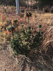 Leonotis nepetifolia nepetifolia