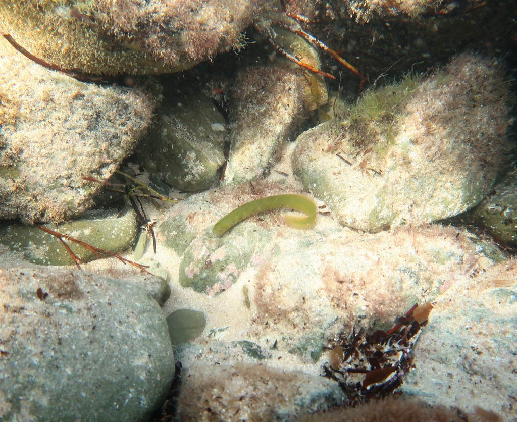 Common shore eel (Alabes dorsalis) — Gobiesocidae