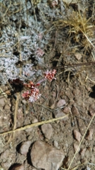 Eriogonum kennedyi