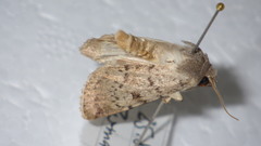 Epipsilia grisescens