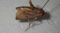 Protolampra sobrina
