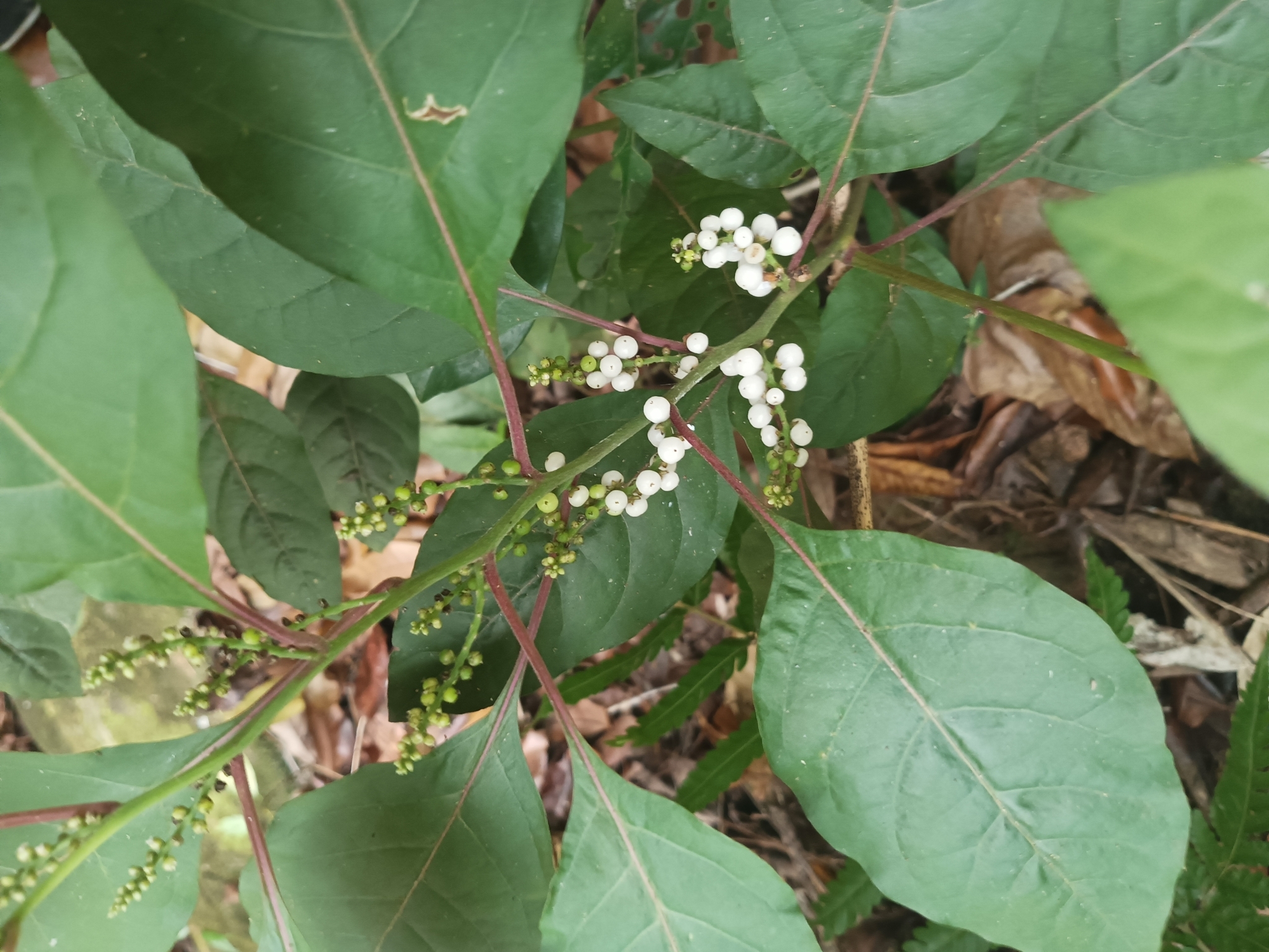 Deeringia polysperma