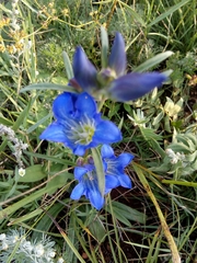 Gentiana decumbens