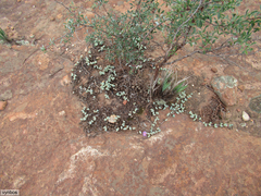 Braunsia maximilianii