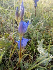 Gentiana decumbens