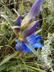 Gentiana decumbens