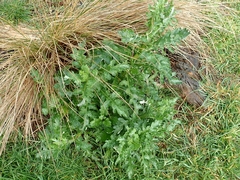 Senecio glomeratus glomeratus