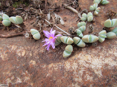 Braunsia maximilianii