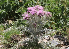 Carduus carlinoides