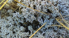 Eriogonum kennedyi