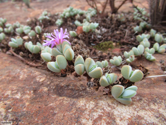 Braunsia maximilianii