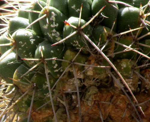 Mammillaria polythele