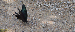 Papilio maackii