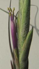 Tillandsia bulbosa