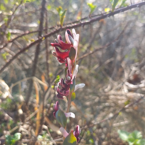 Corydalis ledebouriana (Corydalis ledebouriana)
