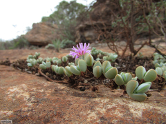 Braunsia maximilianii
