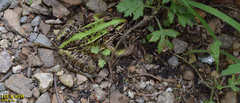 Pelophylax nigromaculatus