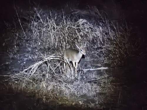 Cavendish's Dik-dik