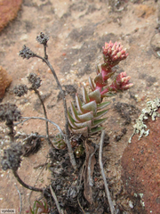 Crassula alpestris