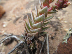 Crassula alpestris