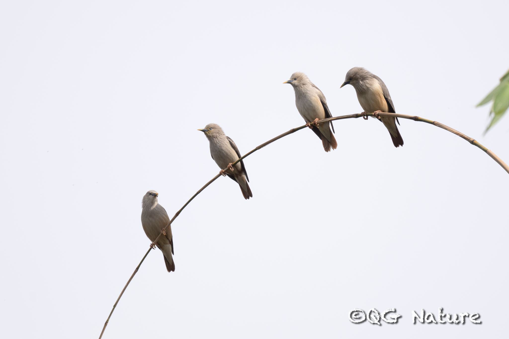 Chestnut-tailed Starling