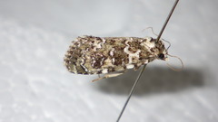 Bryophila domestica
