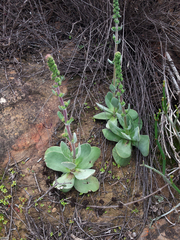 Crassula tomentosa