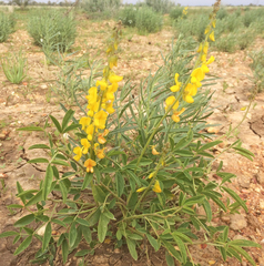Crotalaria dissitiflora