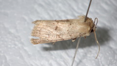 Epipsilia grisescens