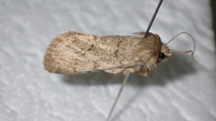 Epipsilia grisescens