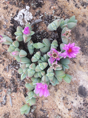 Braunsia maximilianii